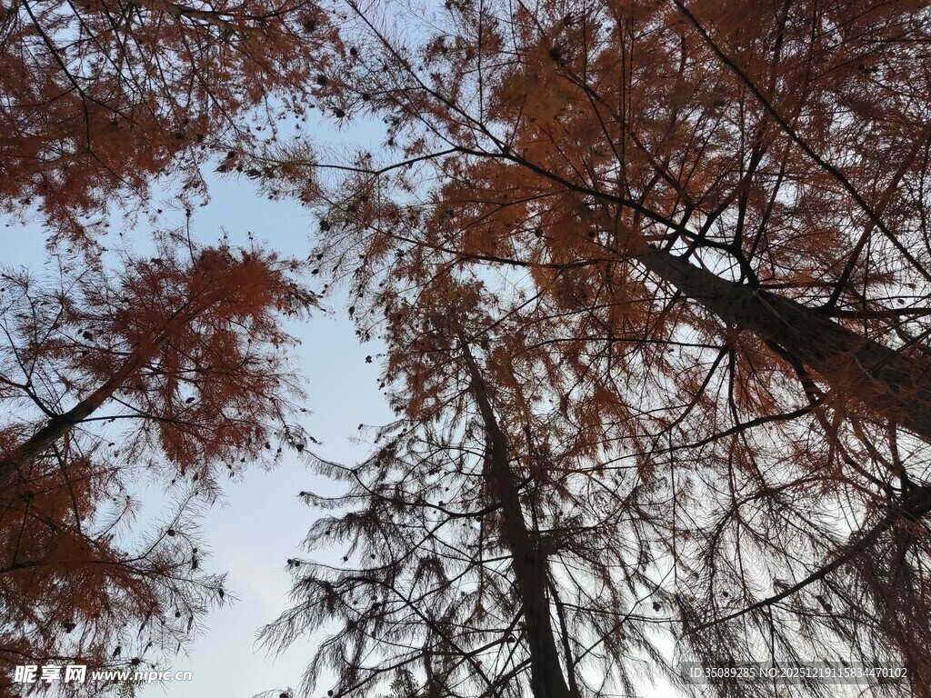 仰视秋日红杉树美景