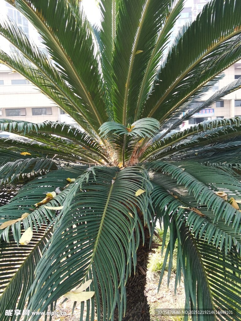 高大挺拔的棕榈树