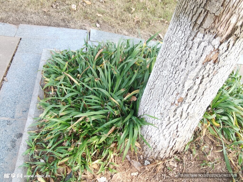 树下葱郁绿植景观