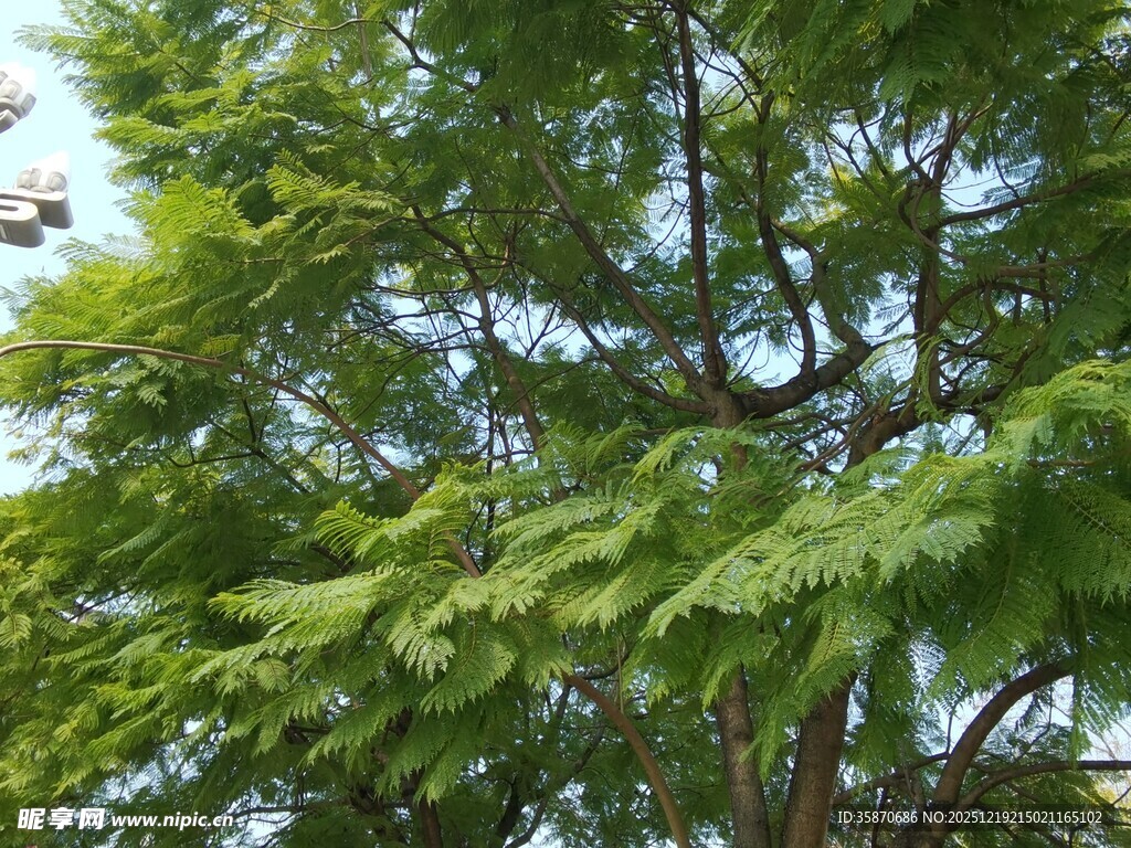繁茂绿树展现自然生机