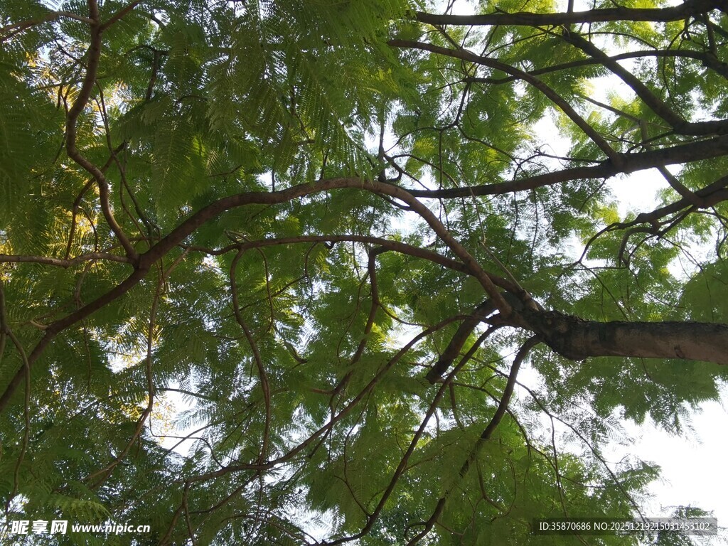 仰视繁茂枝叶