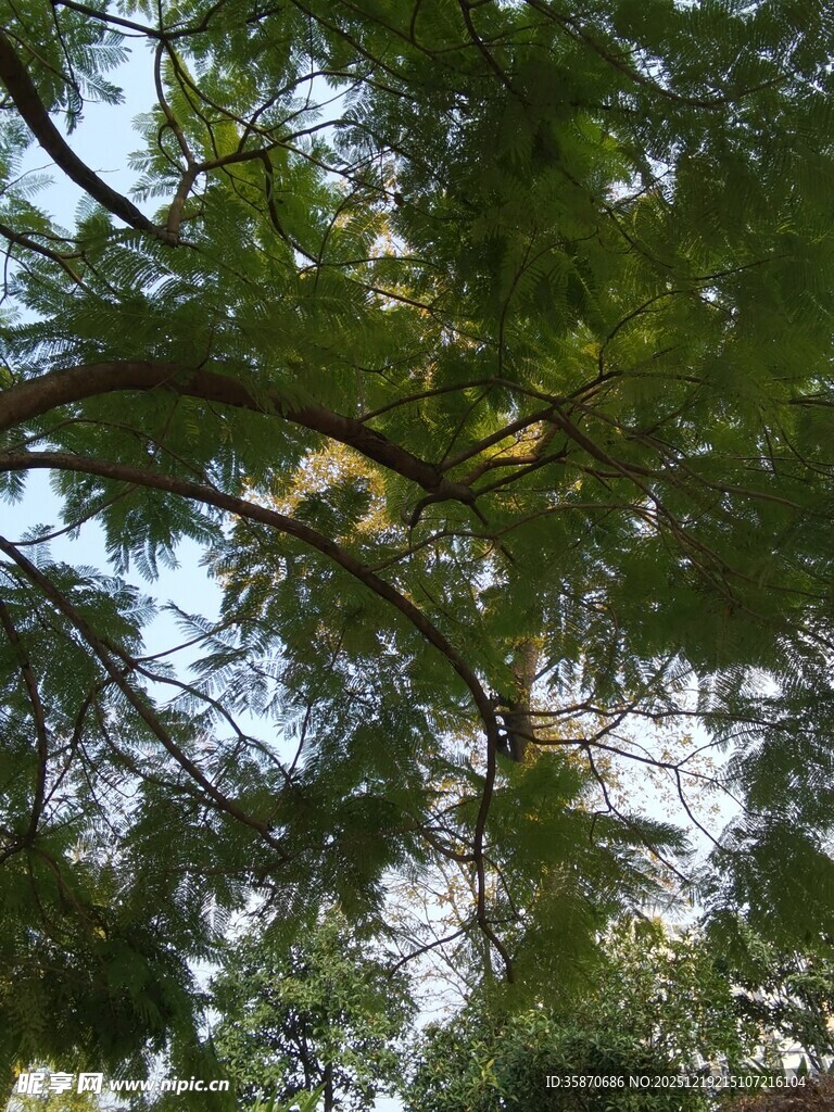 枝叶繁茂的树冠景象