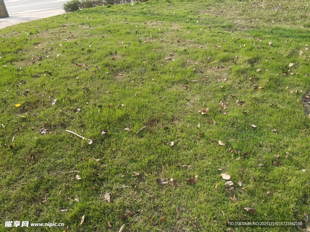 翠绿草地生机盎然