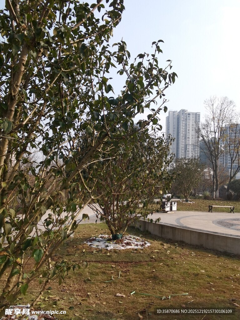 城市边的绿植景观