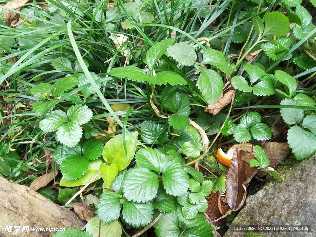草丛中的绿色植物景象