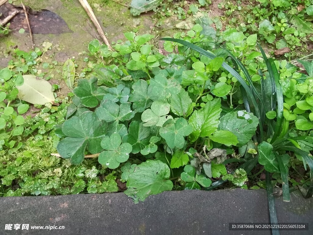 庭院中的多样绿色植物