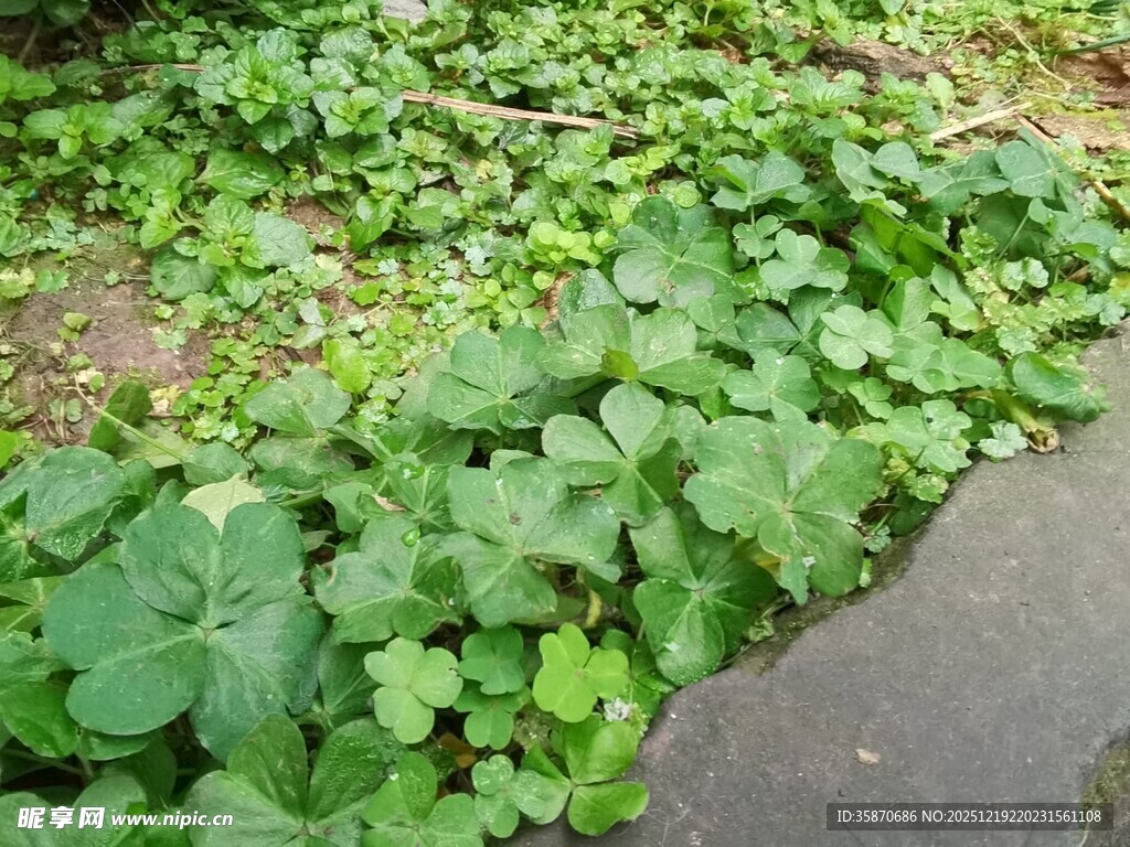路边翠绿的蔓生植物