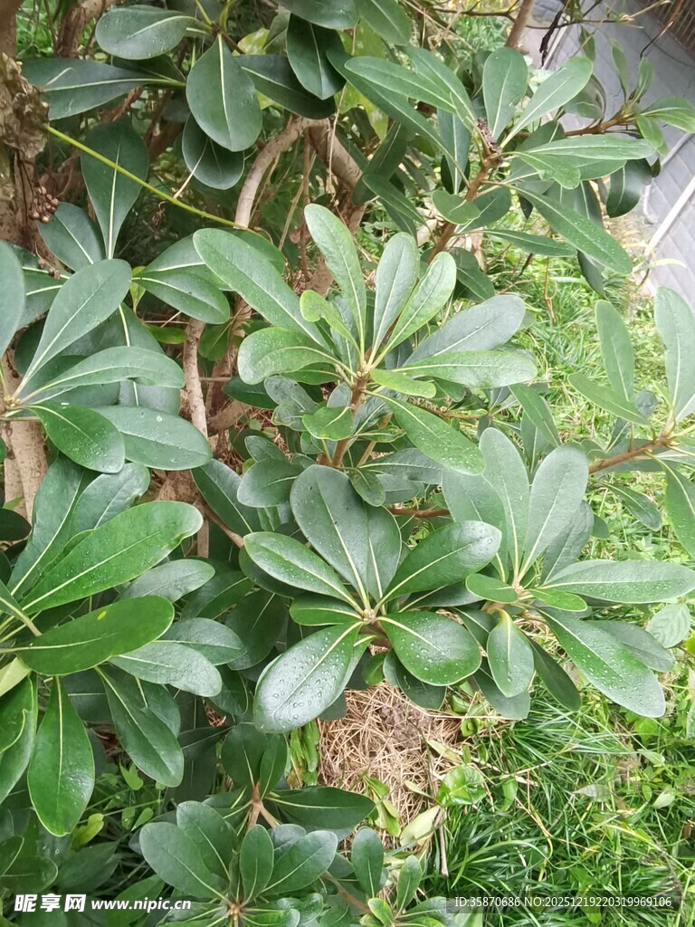 绿叶繁茂的植物景观