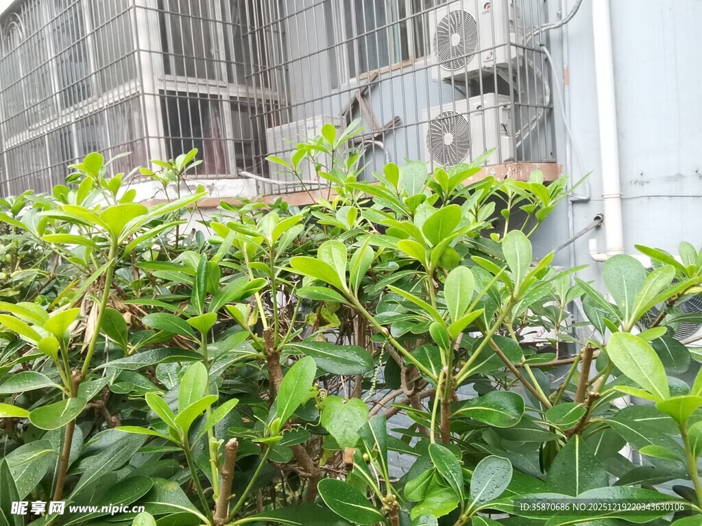 绿叶繁茂的窗外景致