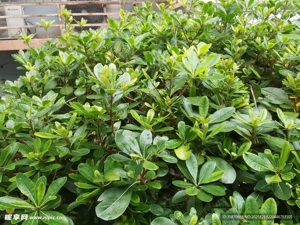 翠绿繁茂的灌木丛