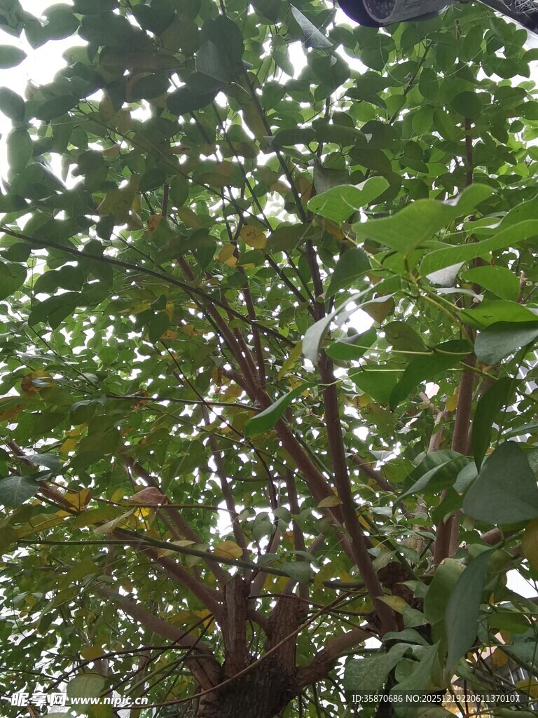 繁茂绿树展现盎然生机