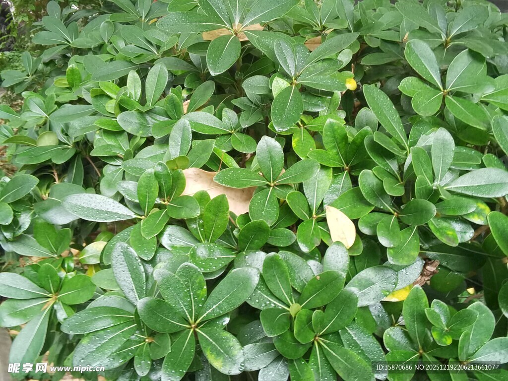 翠绿繁茂的植物景观