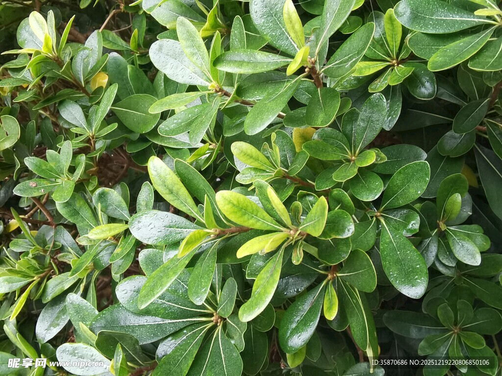 翠绿繁茂的海桐植株