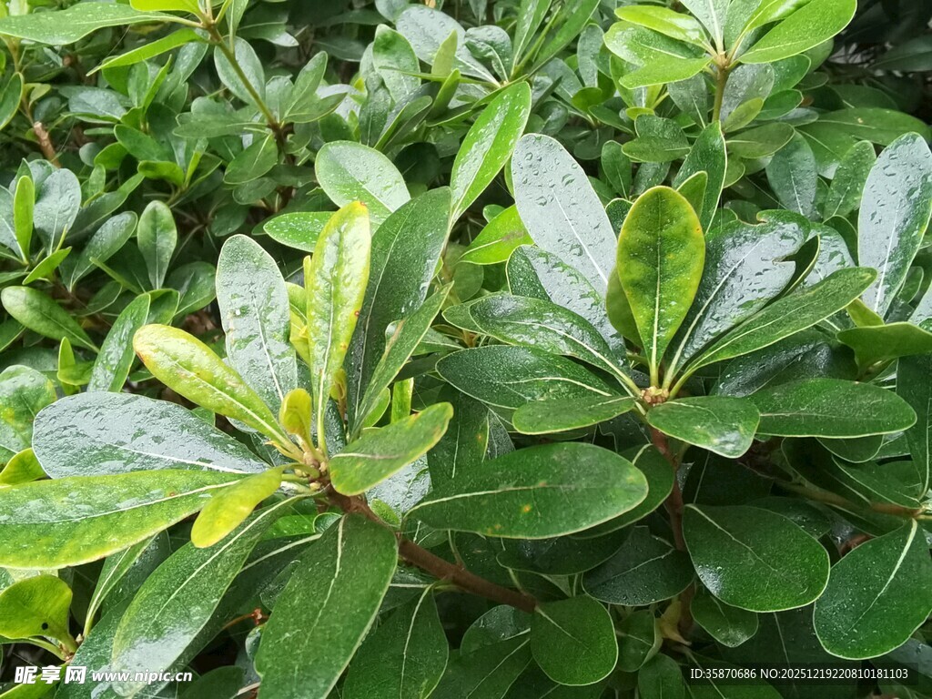 翠绿叶片上的晶莹水珠