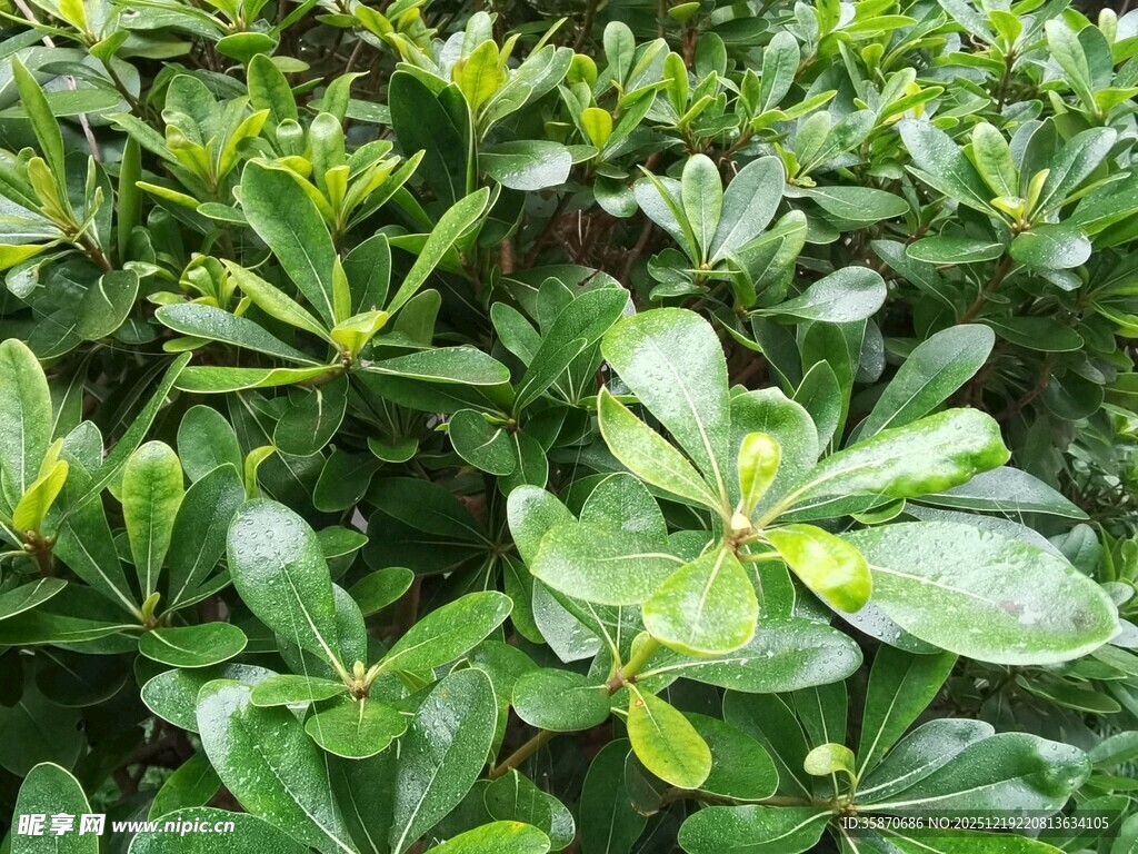 翠绿繁茂的海桐植物
