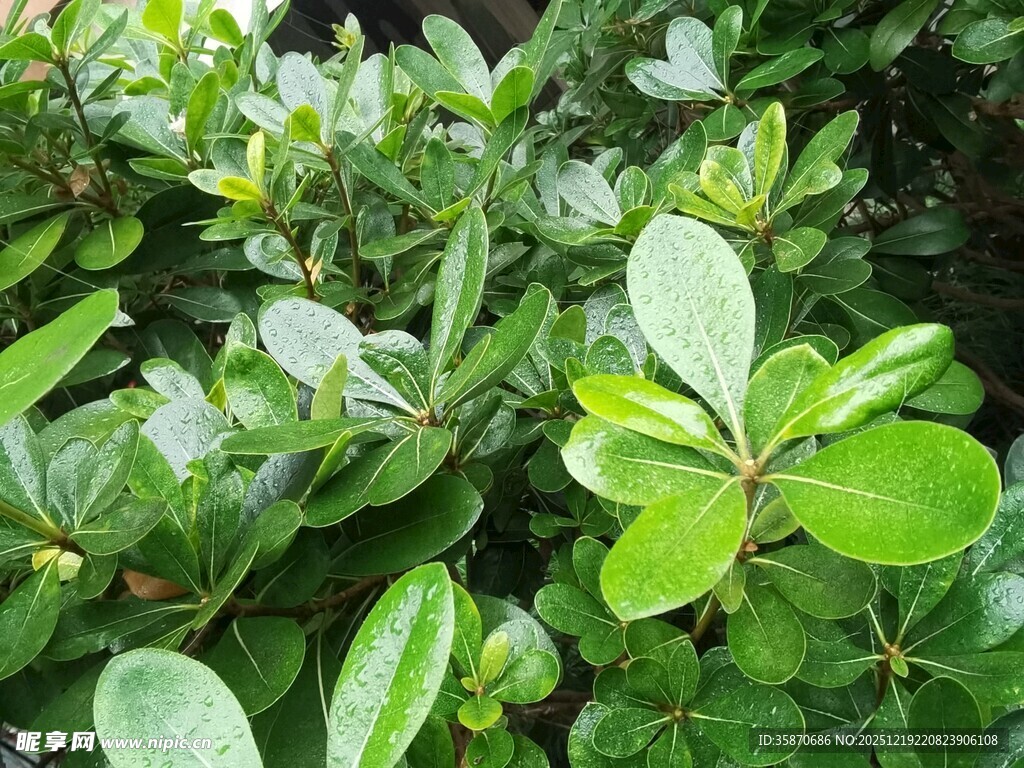 翠绿繁茂的叶片植物