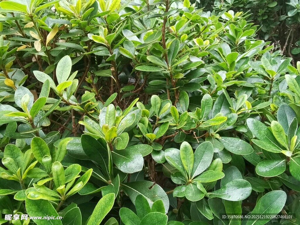 翠绿繁茂的灌木丛