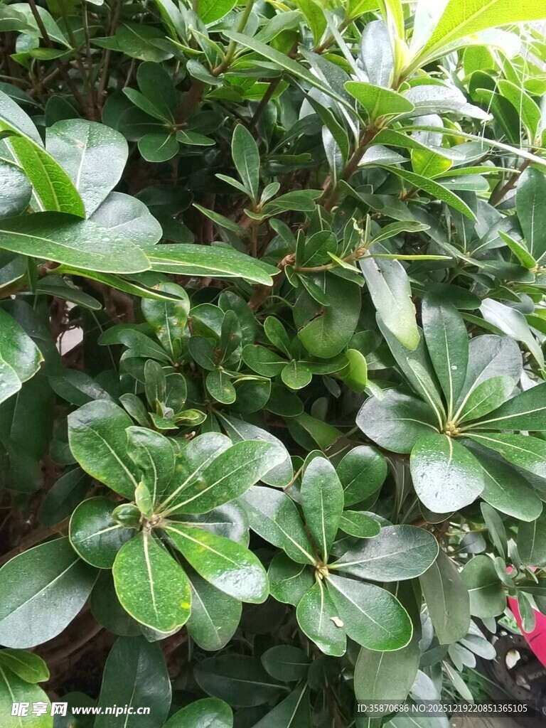 翠绿繁茂的海桐植物景观