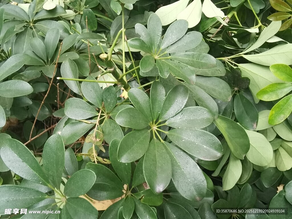 绿叶繁茂的植物景观