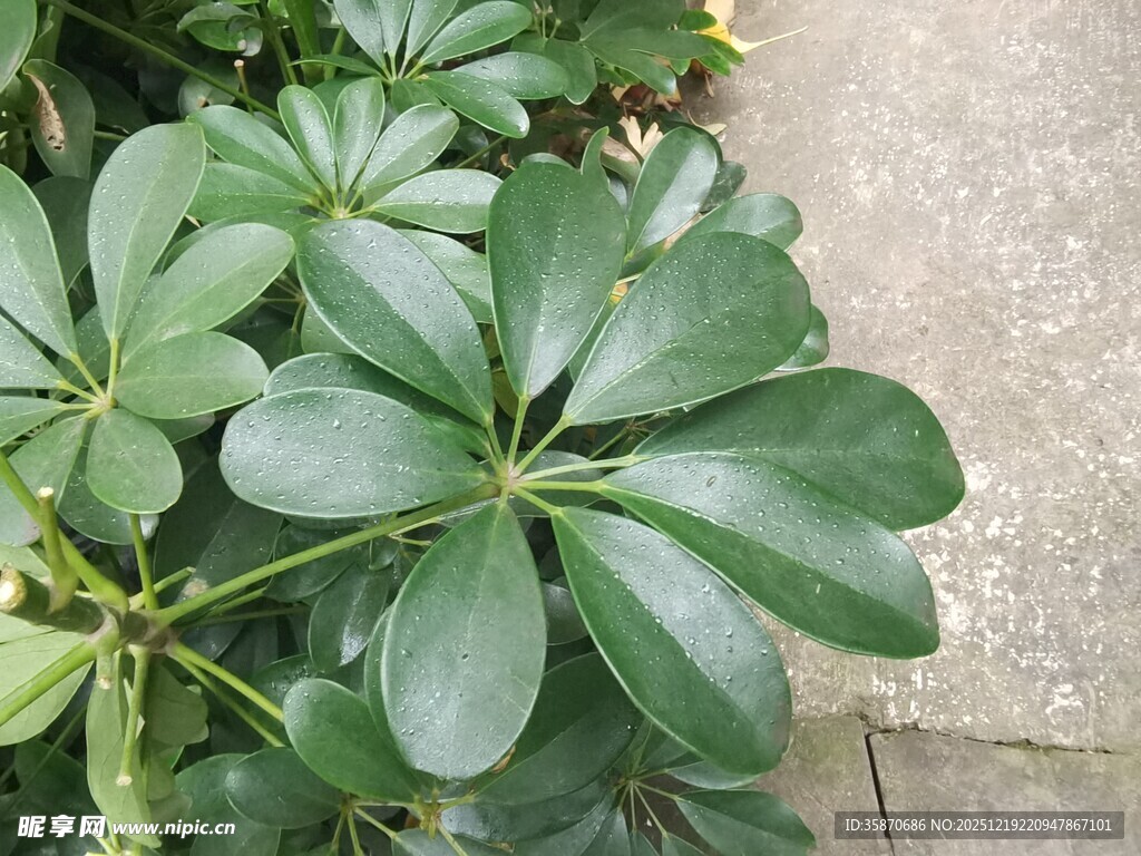 翠绿鹅掌柴植物特写