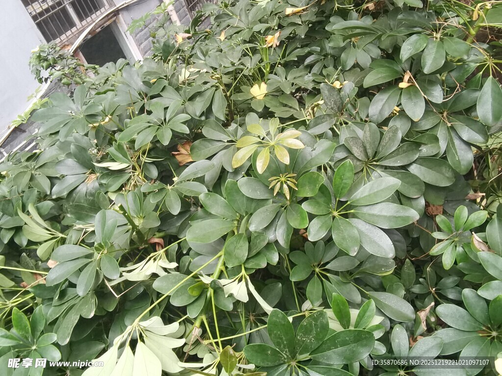 繁茂绿植景观