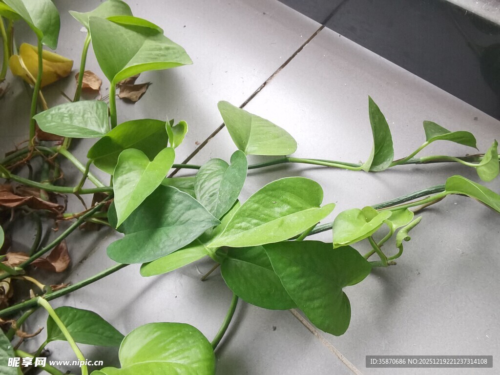 翠绿绿萝生机勃勃