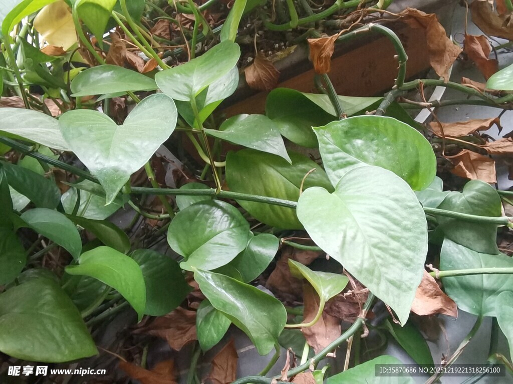 绿叶藤蔓植物特写