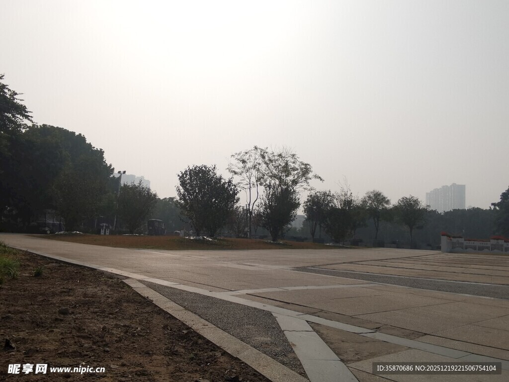 空旷道路边的树木景观