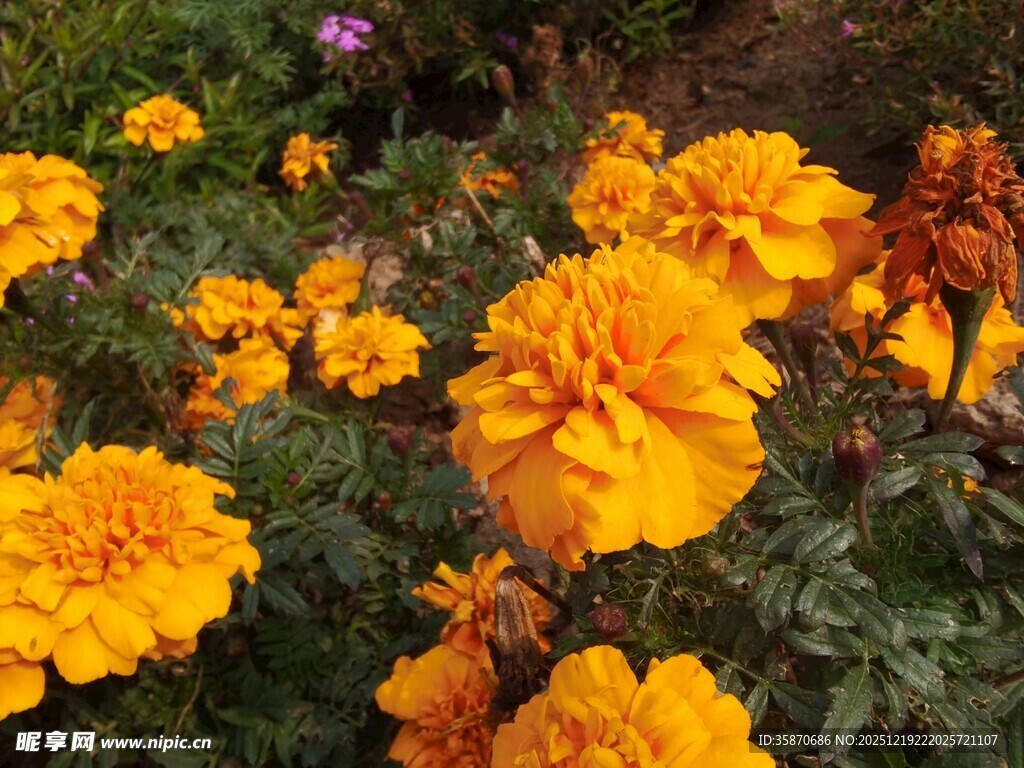 盛开的橘黄色万寿菊