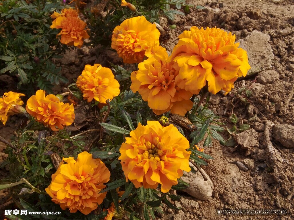 鲜艳橘色万寿菊绽放