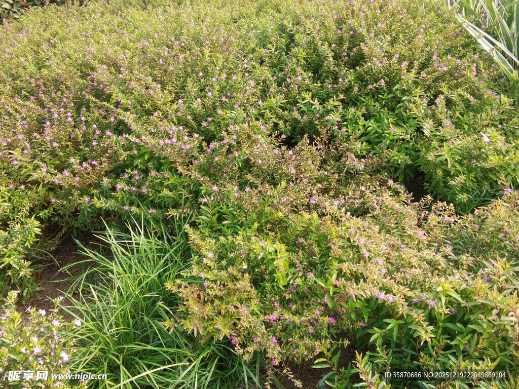 野外繁茂的绿色植物景观
