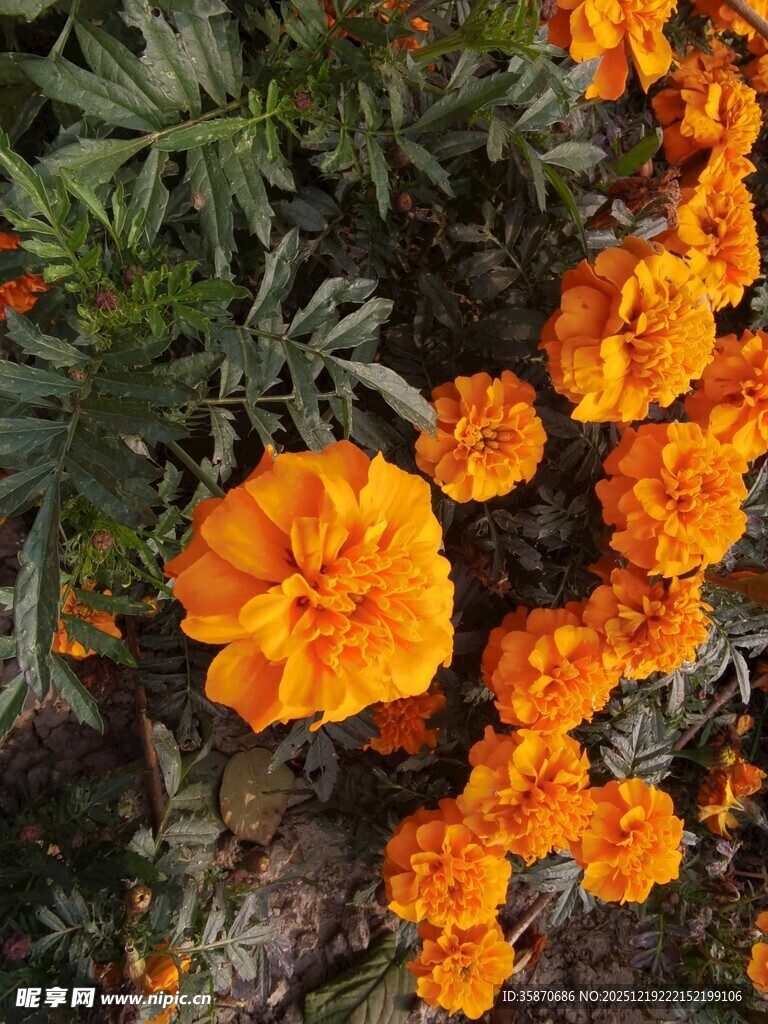 橙色万寿菊绽放的美丽