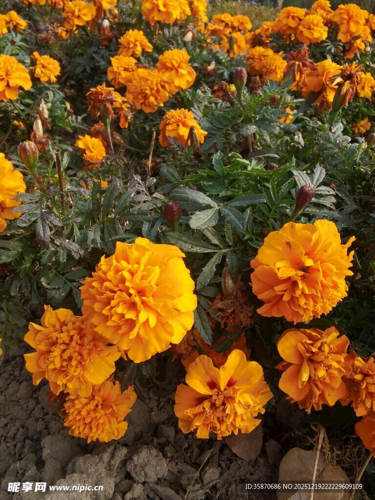 鲜艳万寿菊绽放生机