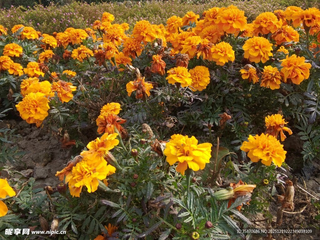 灿烂橘黄色万寿菊盛放