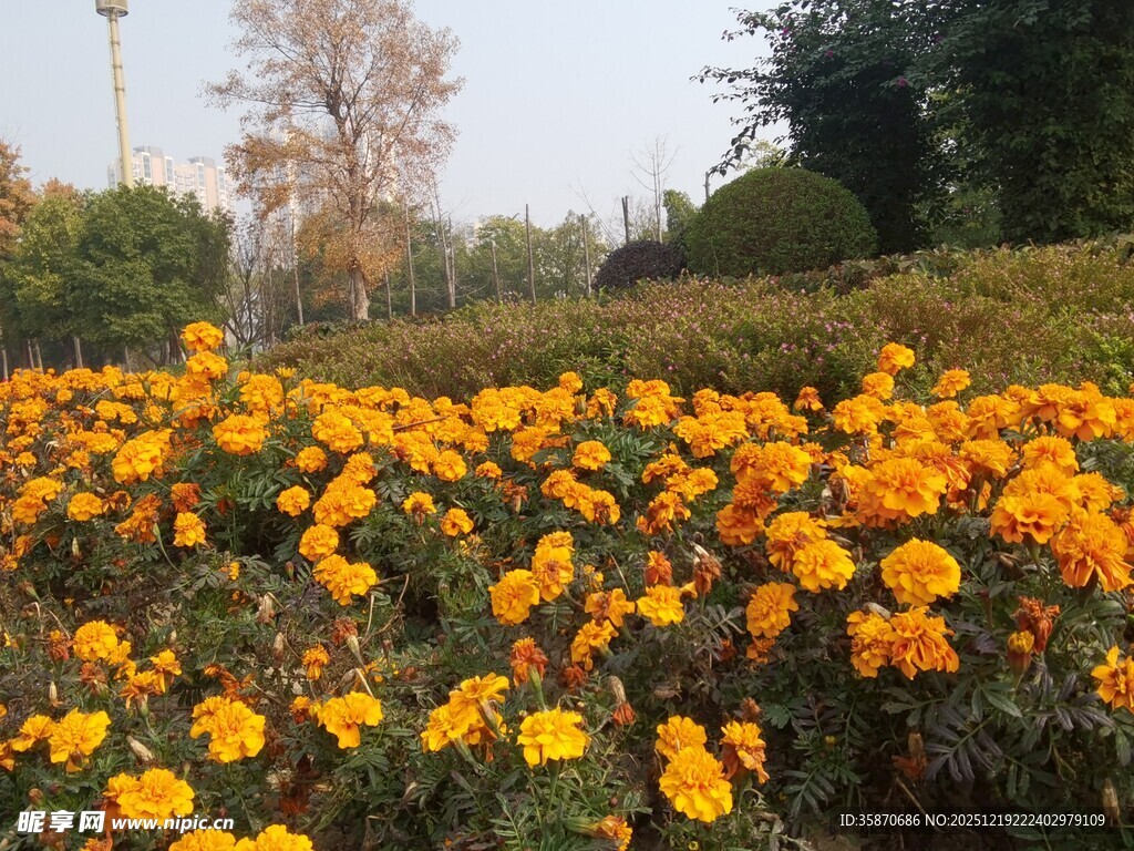 金黄花海秋日烂漫景致