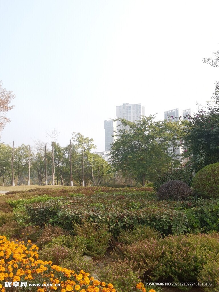 城市花园中的绚烂花卉景观