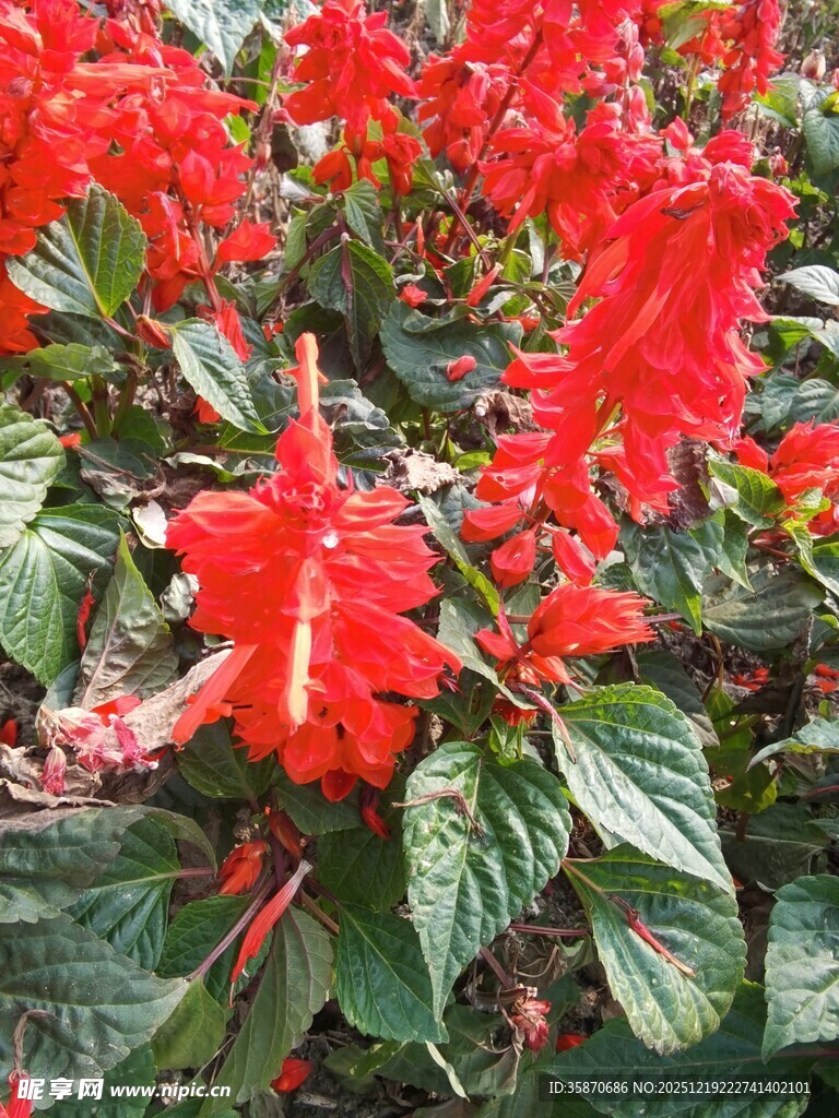 鲜艳串串红绽放生机