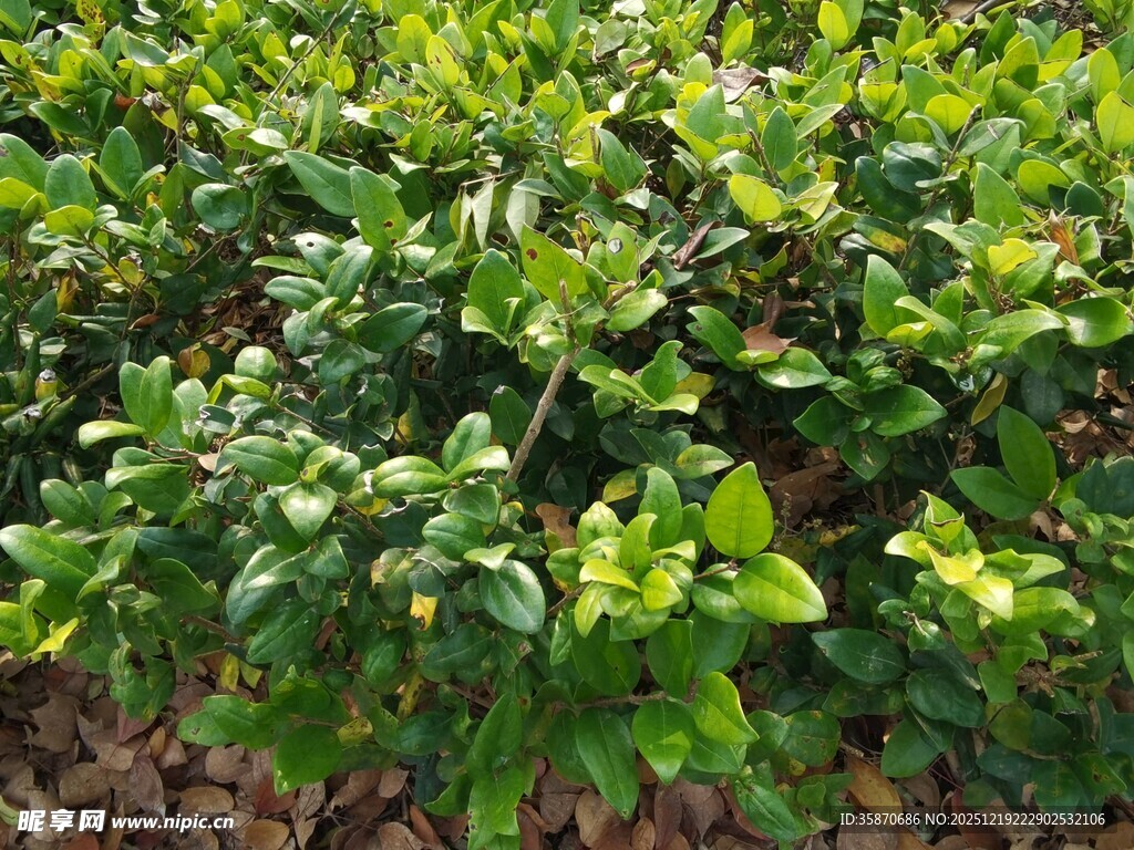 翠绿繁茂的灌木丛