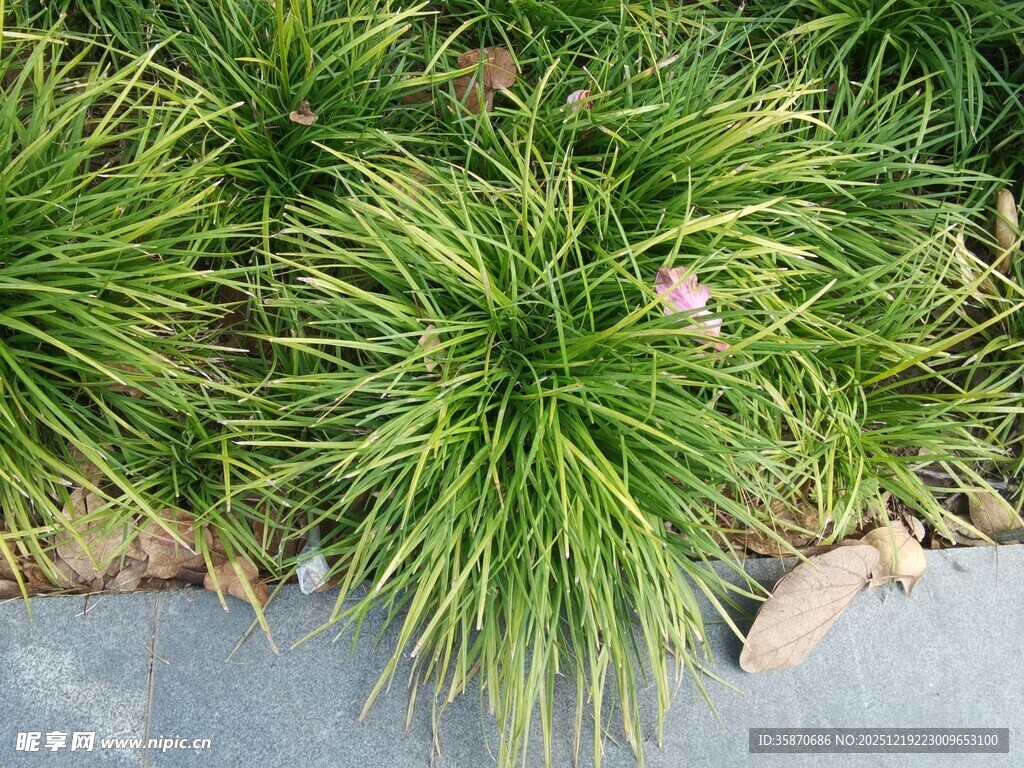 翠绿丛生的观赏草植物