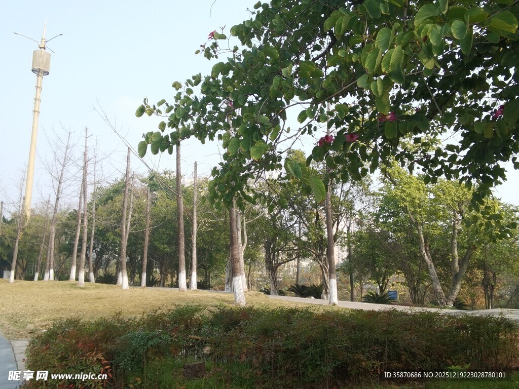 公园绿树与高耸设施景观