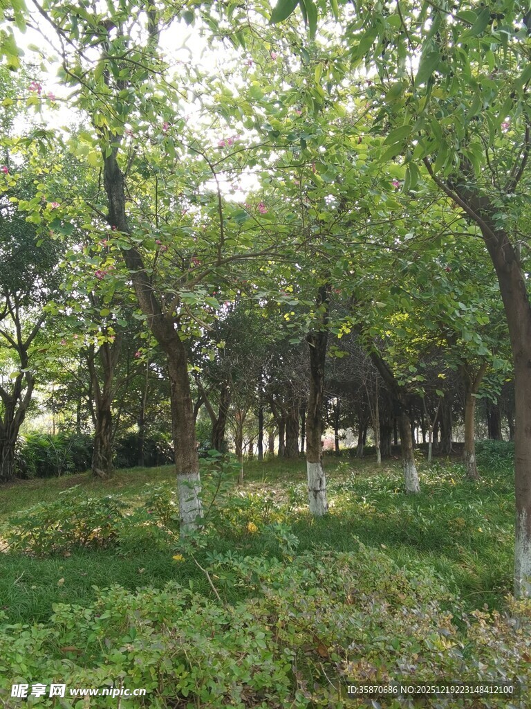 绿意盎然的林间景致