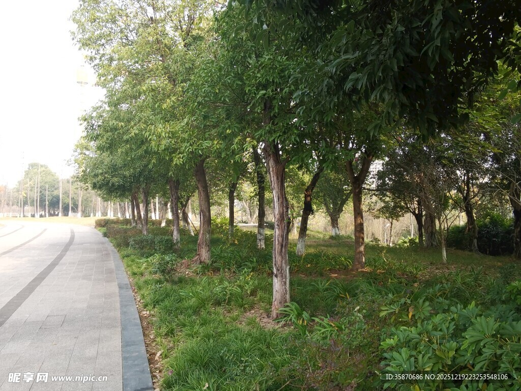 林荫小道绿意盎然的景致