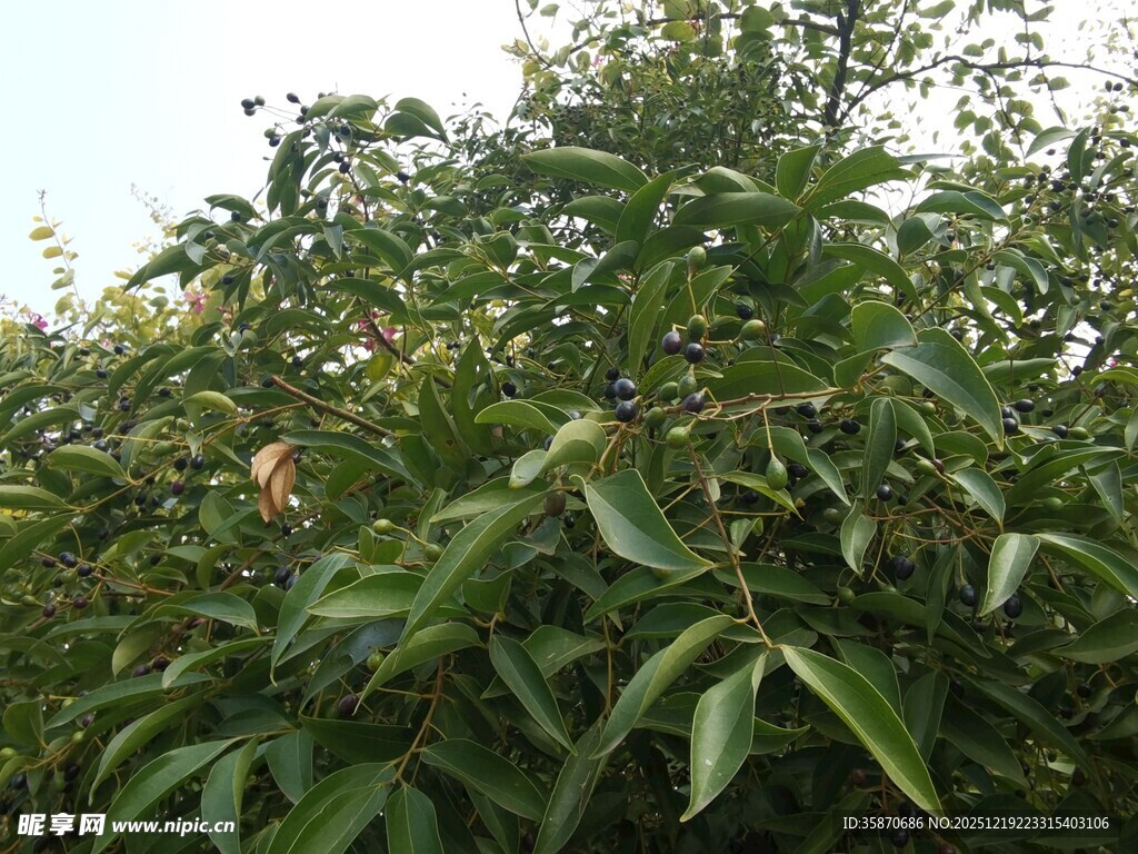 繁茂绿植生机盎然