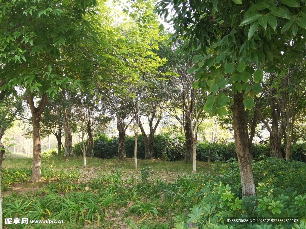 绿意盎然的树林景观