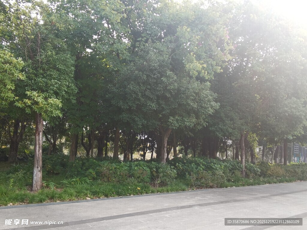 阳光照耀下的林荫道路