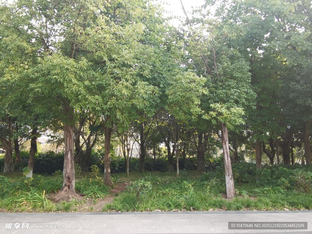 林间绿意盎然的静谧景象