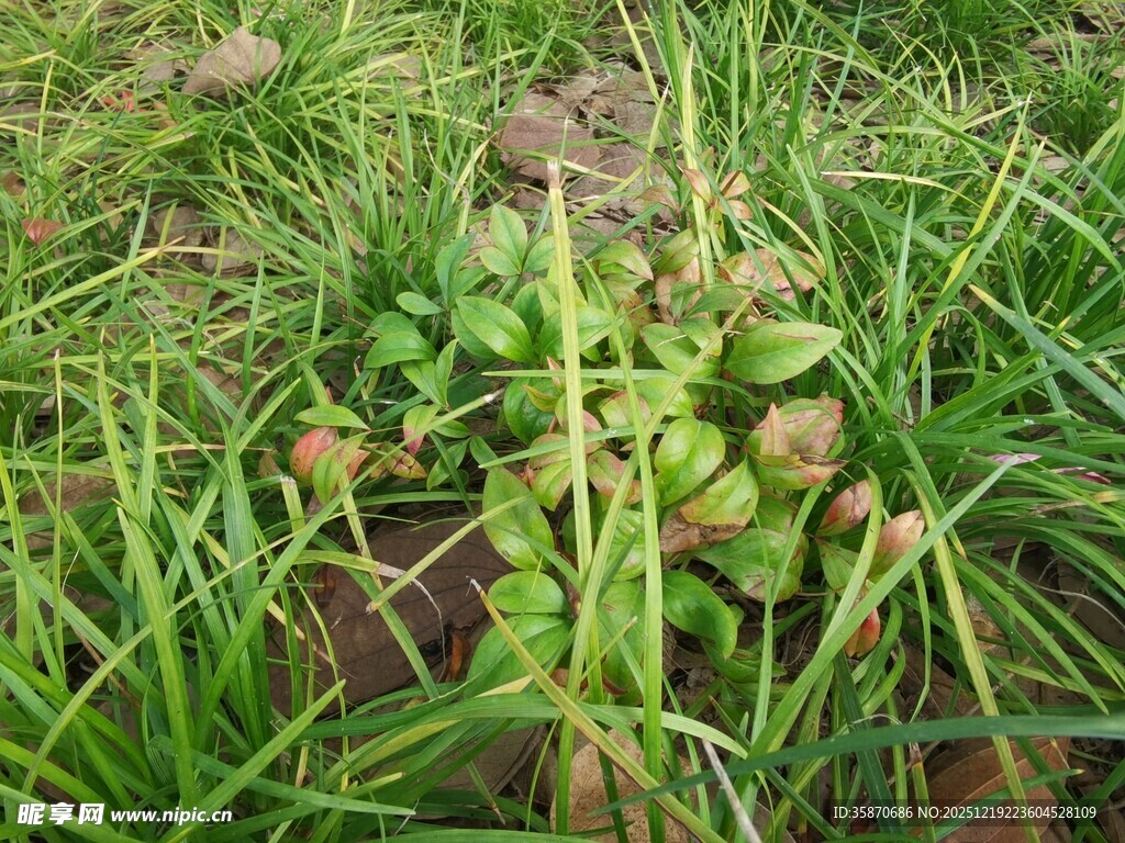 田野中的嫩绿草莓植株