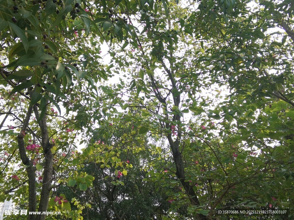 仰视茂密树林枝叶