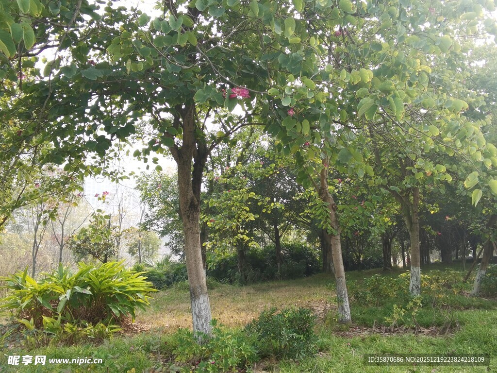 绿意盎然的户外树林景观