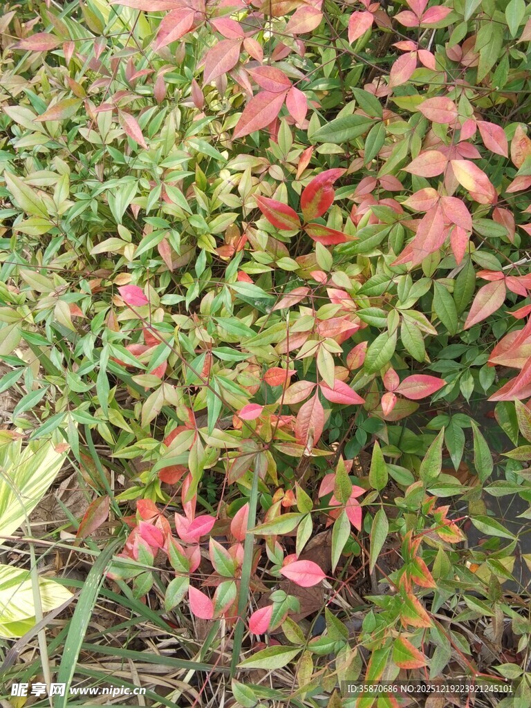 秋日多彩植物景观